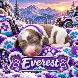 Everest - Parti female Poodle puppy in Dover, Delaware from Dogtastic Poodles