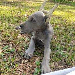 Azula - Blue female Great Dane puppy in Pollock, Louisiana from Danes Done Right