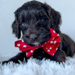 Boy 1 - Chocolate Australian Labradoodle puppy in Menifee, California from Angel Coast Australian Labradoodles
