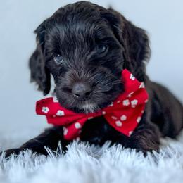 Boy 1 - Chocolate Australian Labradoodle puppy in Menifee, California from Angel Coast Australian Labradoodles