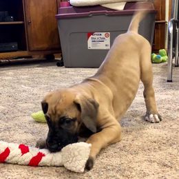 Great Dane and Portuguese Podengo Pequeno Puppies from GrinerDanes