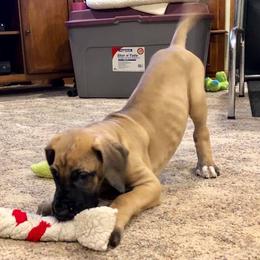 Great Dane and Portuguese Podengo Pequeno Puppies from GrinerDanes