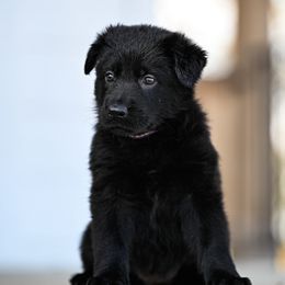 Purple collar - Black female German Shepherd puppy in Portland, Tennessee from Howixx German Shepherds