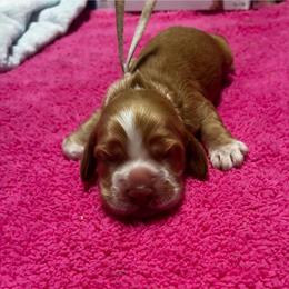 Lavender - Buff female Cocker Spaniel puppy in Phil Campbell, Alabama from Clark’s Cocker Spaniels