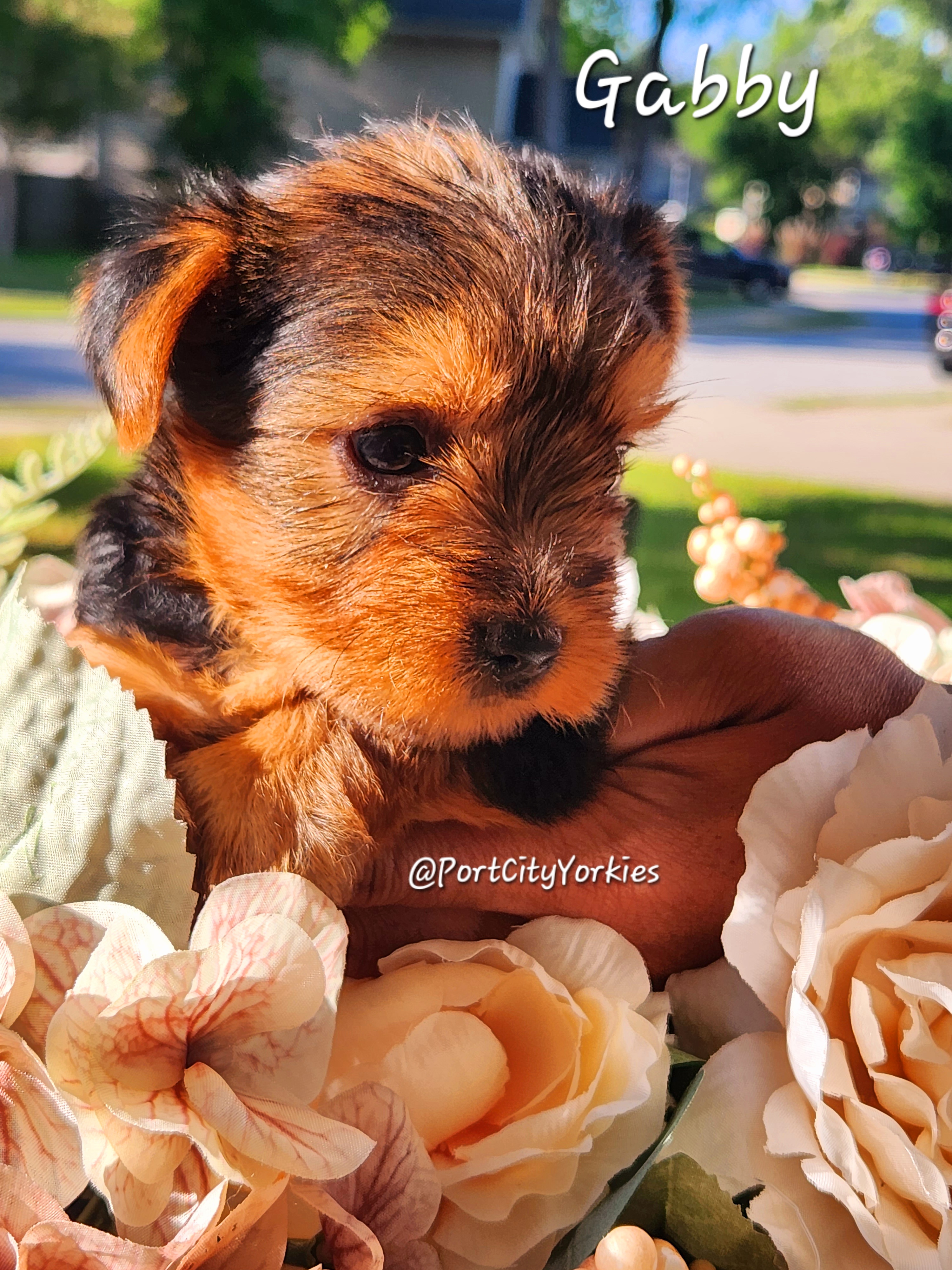 Yorkshire Terrier Puppies from Port City Yorkies LLC