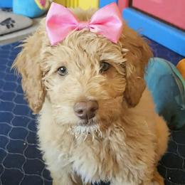 Honey bunny bear - Caramel cream female Labradoodle puppy in Phelan, California from Family Doodles