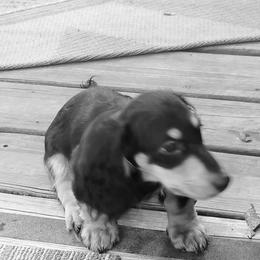 Dachshund Puppies from CLARK'S BREEDING PROGRAM