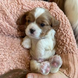 Charlie - Blenheim male Cavalier King Charles Spaniel puppy in Orrville, Ohio from Heart of a Cavalier