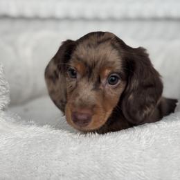 Dachshund Puppies from Dash of Love