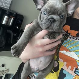 French Bulldog Puppies from Divine Crown French Bulldogs