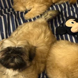 Shih Tzu Puppies from Shih-tzu Dynasty
