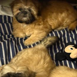 Shih Tzu Puppies from Shih-tzu Dynasty