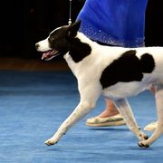 Canaan Dogs from Revelation Knaani Canaan Dogs