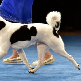 Canaan Dogs from Revelation Knaani Canaan Dogs