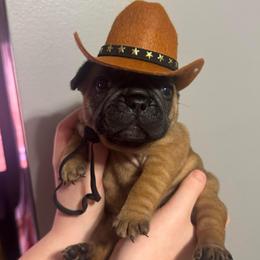 Elvis - Fawn male French Bulldog puppy in Girard, Kansas from Frenchie Kingdom