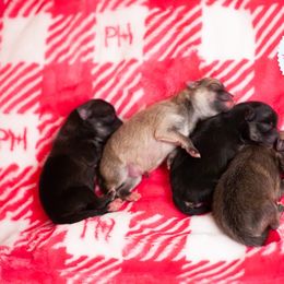 Boy 3 - Orange sable male Pomeranian puppy in Idaho Falls, Idaho from Country Life Pomeranians