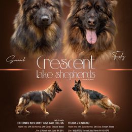 German Shepherd puppies from Crescent Lake Shepherds