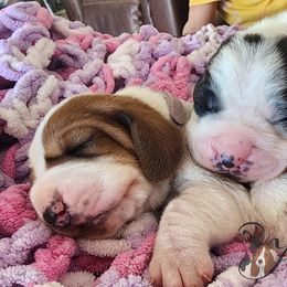 Basset Hound Puppies from Howlin Hounds