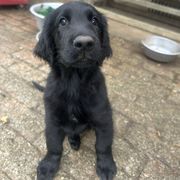 Rufus - Black male Flat-Coated Retriever puppy in Medina, Ohio from Dahlia Lane Border Collies and Exotic Flat Coated Retrievers