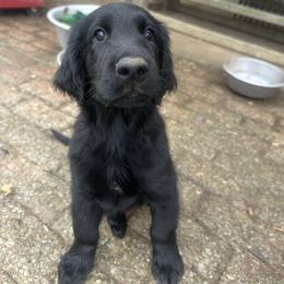 Rufus - Black male Flat-Coated Retriever puppy in Medina, Ohio from Dahlia Lane Border Collies and Exotic Flat Coated Retrievers