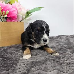 Tulip - Tri-color female Bernedoodle puppy in Granton, Wisconsin from Rose River Farms