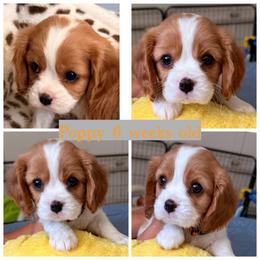 Poppy - Blenheim female Cavalier King Charles Spaniel puppy in Atwater, California from Countryside Royalty Cavaliers