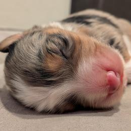 Boy - Blue merle male Australian Shepherd puppy in Helena, Montana from Alpine Australian Shepherds