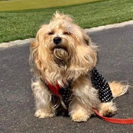 Rojo - Havanese