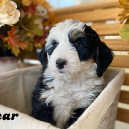 Australian Labradoodle, Bernedoodle, and Cockapoo Puppies from Dream Doodles and Cockapoos