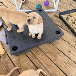 Girl 1 - Yellow female Labrador Retriever puppy in Stafford, Virginia from Debandles Kennels