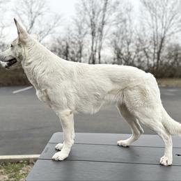 Stellaris - Berger Blanc Suisse