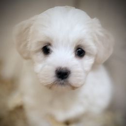 Bella - White female Havanese puppy in Lancaster, South Carolina from 3 Bs Havanese-PUPPIES with  PURPOSE