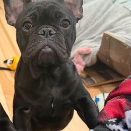 Legend - Brindle male French Bulldog puppy in Chicopee, Massachusetts from Wynning Frenchies
