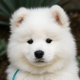 Samoyeds from High Lonesome