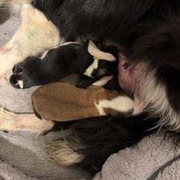 Boy 1 - Tri-color male Border Collie puppy in Oroville, California from Coalcyn Kennels