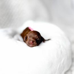 Elowen - Chocolate female Goldendoodle puppy in Springville, Utah from Happy Doodle