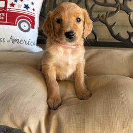 Light Pink Collar Girl - Dark golden female Golden Retriever puppy in Bristol, Tennessee from The Dogstead