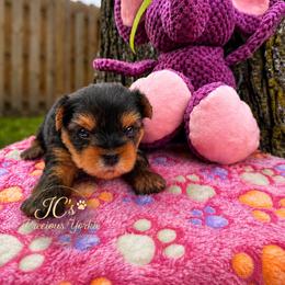 Whitney-Green Collar - Black and tan female Yorkshire Terrier puppy in Essexville, Michigan from John's Yorkshire Terriers