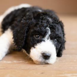 Daisy - Parti female Poodle puppy in Grimsley, Tennessee from Above Standard Poodles