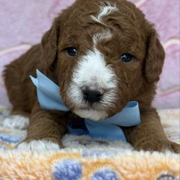 Ford- blue collar - Red  male Goldendoodle puppy in Yuciapa, California from AlltheDoodlez_