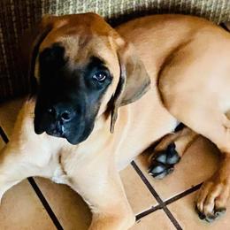 Australian Shepherds and Mastiffs from H.E. Ranch