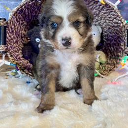 Chocolate Merle Boy - Chocolate merle male Bernedoodle puppy in Sioux Falls, South Dakota from WhiskeyCreek Doodles