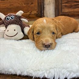 Purple Girl - Apricot female Goldendoodle puppy in Thomasville, Georgia from South Georgia Golden Doodle Ranch LLC