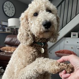 Labradoodles from Big River Doodles