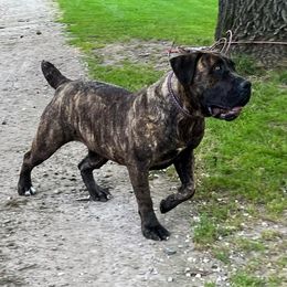 Vixen - Boerboel