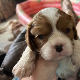 Girl 2 - female Cavalier King Charles Spaniel puppy in North Bay Village, Florida from Cynthia's Cavaliers