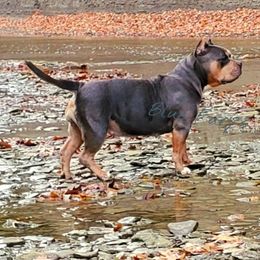 American Bullies from Blue Fury's