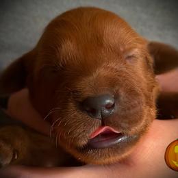 First pick of the boys - Dark golden male Golden Retriever puppy in Fisher, Illinois from Aslan's Pride of Fidei Family Farms