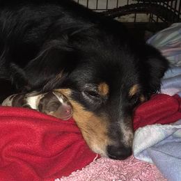 Australian Shepherds and Dachshunds from Fair Wether Farm