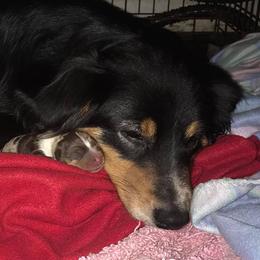 Australian Shepherds and Dachshunds from Fair Wether Farm